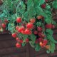 RARE TOMATOS