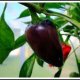 PEPPERS HOT