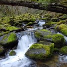 Frog Gulch Spring -8x10 - Original Fine Art Photograph