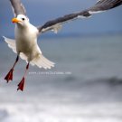 Landing - 5x7 - Original Fine Art Photograph