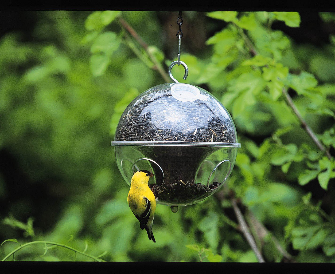 Duncraft ClingaWing Bird Feeder StarlingResistant & PigeonProof