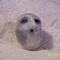 C5- Silence Stone