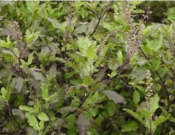 Thai Red Holy Basil 400 seeds Heirloom native Thai vegetable