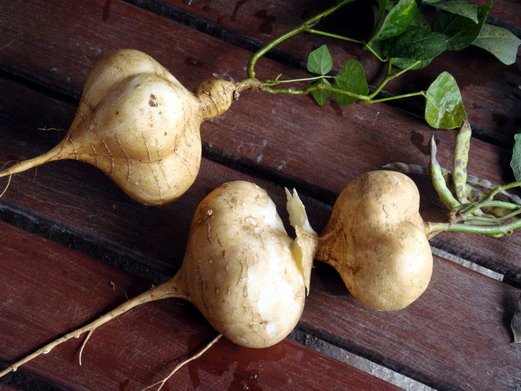 Jicama Yam bean 45 seeds Heirloom Thai seeds