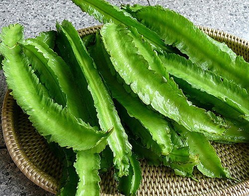 Winged Bean 20 seeds Heirloom Thai vegetable