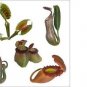 Takara Tomy Gashapon Insectivorous Plants Model Set of 5 pcs