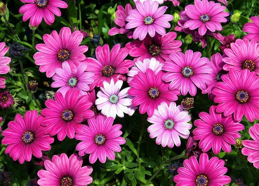 15 African Daisy (Dimorphotheca) Seeds