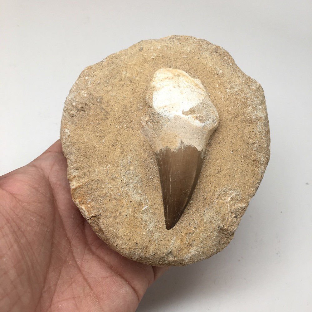 fossil of mosasaurus