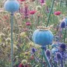 GIGANTEUM POPPY Papaver Somniferum Flower Seeds