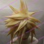 Cosplay Wig -  Cloud wigs from Final fantasy