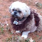 Tan dog Sweater with Far