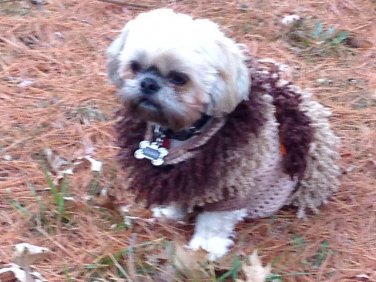 Tan dog Sweater with Far