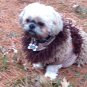 Tan dog Sweater with Far