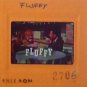 TONY RANDALL? FLUFFY 35mm ORIGINAL SLIDE press vintage