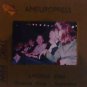 MARIA CALLAS 35mm ORIGINAL SLIDE press vintage photo