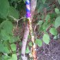 Custom Made Staff