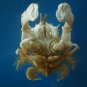 Crab taxidermy