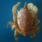Crab taxidermy