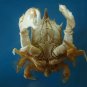 Crab taxidermy