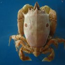 Crab taxidermy
