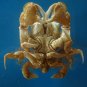 Crab taxidermy
