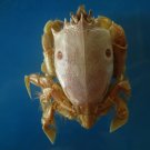 Crab taxidermy