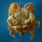 Crab taxidermy