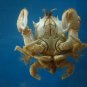 Crab taxidermy