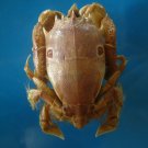 Crab taxidermy