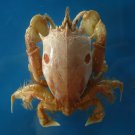 Crab taxidermy