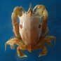 Crab taxidermy