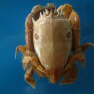Crab taxidermy