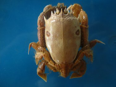 Crab taxidermy