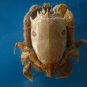 Crab taxidermy