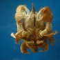 Crab taxidermy