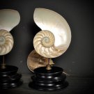 Nautilus slide in 2