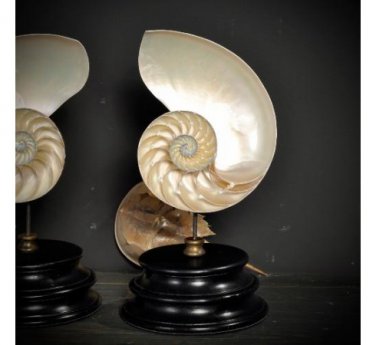 Nautilus slide in 2