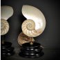 Nautilus slide in 2