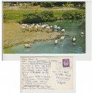 Yorkshire Postcard Flamengo Lake, Kirby Misperton, Malton Mauritron Item No. 50