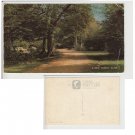 Hampshire   Postcard A New Forest Glade. Mauritron #216