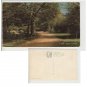 Hampshire   Postcard A New Forest Glade. Mauritron #216