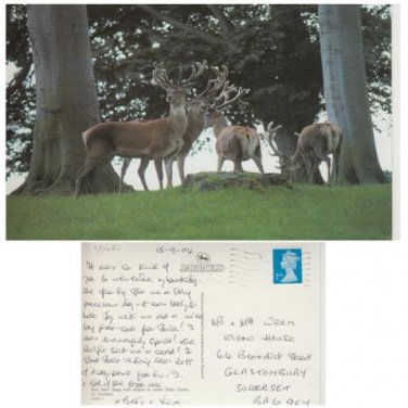 County Durham Postcard Red Deer Raby Castle. Mauritron #295