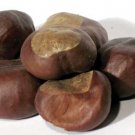Buckeyes 2oz (Aesculus)