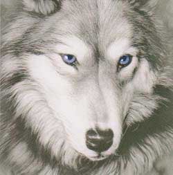 Indio Wolf magnet