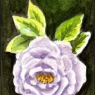 ACEO Lavender Rose by Patricia Ann Rizzo