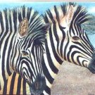 ACEO PRINT - Zebras by Patricia Ann Rizzo