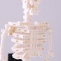 Nano block human body skeleton NBM-014