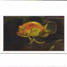 Goldie the Fish