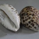 貝殼  sea shell  B140012