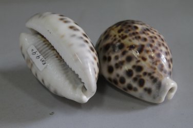 &egrave;&sup2;�&aelig;&reg;&frac14;  sea shell  B140012